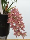 Cymbidium Sakura